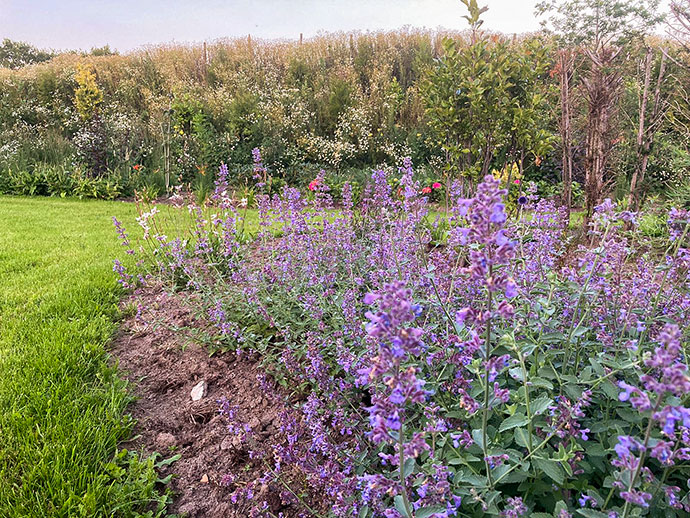 bloemen en planten groen