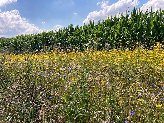 bloemenweide mais eersel