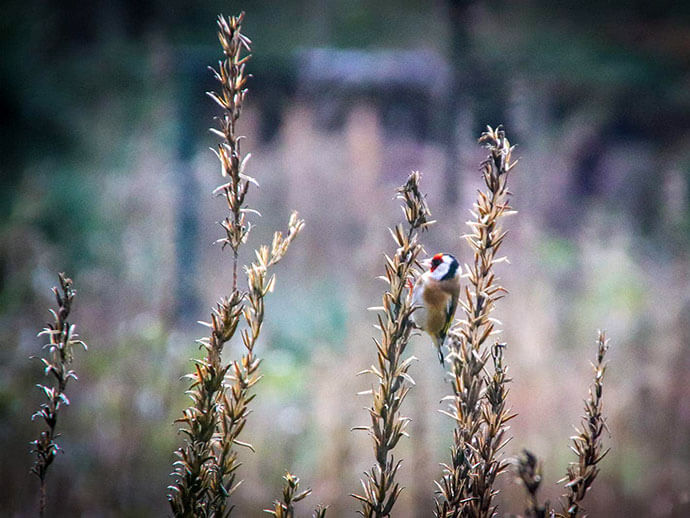 camping natuurlijke omgeving eersel vogels