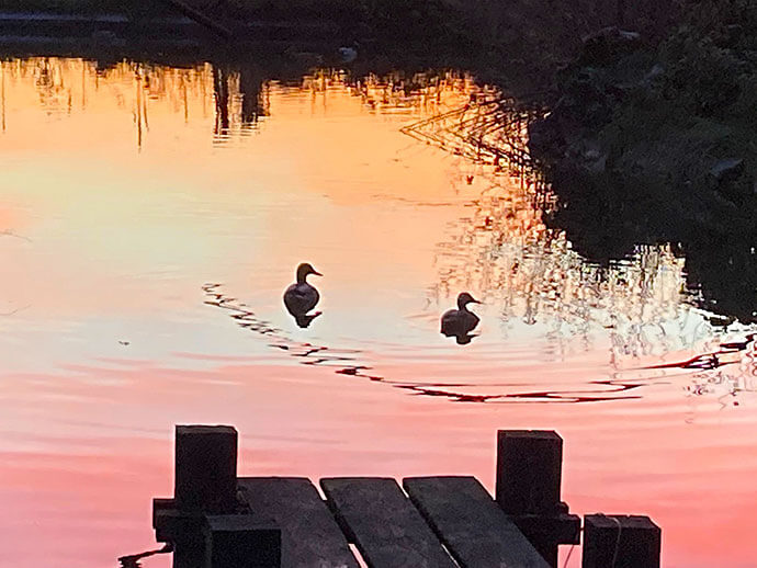 eenden in het vennetje brabant