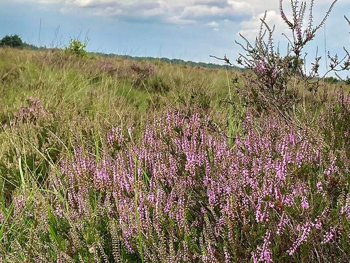 heide in bloei Duizel
