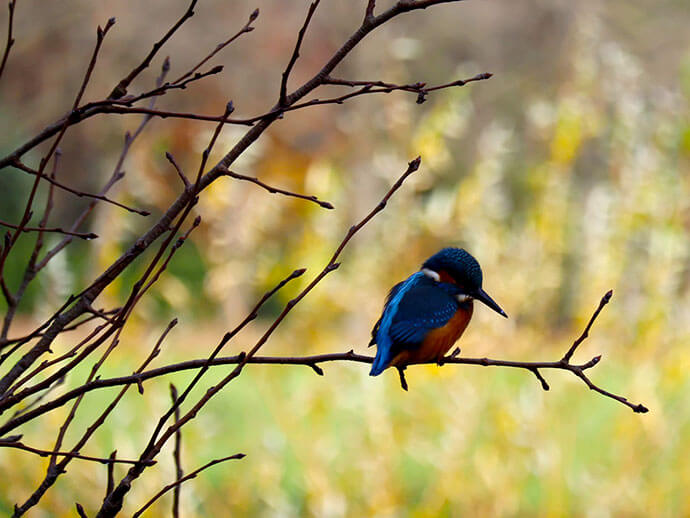 ijsvogel campercamping het-blij-venneke