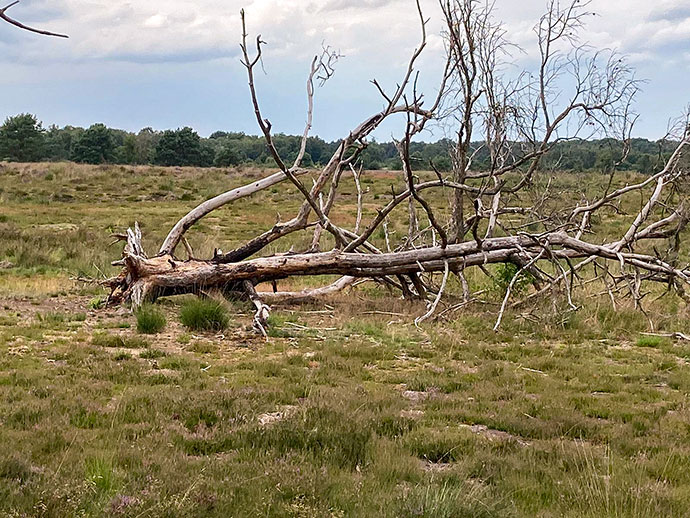 natuurgebied de kempen