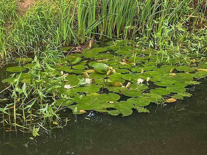 zwemmende eend eersel